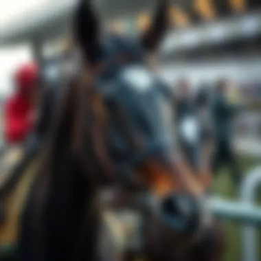 In-depth insights on racehorses